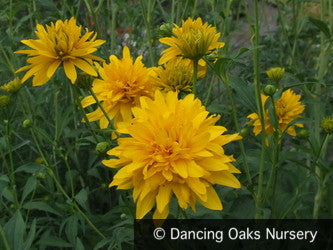 Perennials ~ Rudbeckia laciniata var. hortensia, Golden Glow Coneflower ~ Dancing Oaks Nursery and Gardens ~ Retail Nursery ~ Mail Order Nursery