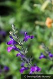 Perennials ~ Salvia greggii x lycioides 'Nuevo Leon', Autumn Sage ~ Dancing Oaks Nursery and Gardens ~ Retail Nursery ~ Mail Order Nursery