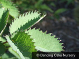 Perennials ~ Sanguisorba menziesii, Burnet ~ Dancing Oaks Nursery and Gardens ~ Retail Nursery ~ Mail Order Nursery