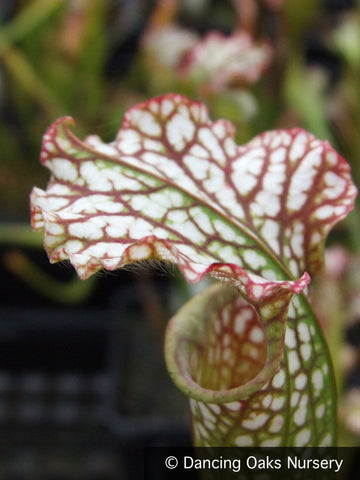 Perennials ~ Sarracenia leucophylla 'Tarnok', Pitcher Plant ~ Dancing Oaks Nursery and Gardens ~ Retail Nursery ~ Mail Order Nursery