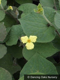 Perennials ~ Saruma henryi, Upright Wild Ginger ~ Dancing Oaks Nursery and Gardens ~ Retail Nursery ~ Mail Order Nursery