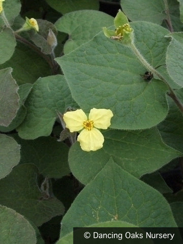 Perennials ~ Saruma henryi, Upright Wild Ginger ~ Dancing Oaks Nursery and Gardens ~ Retail Nursery ~ Mail Order Nursery