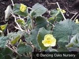Perennials ~ Saruma henryi, Upright Wild Ginger ~ Dancing Oaks Nursery and Gardens ~ Retail Nursery ~ Mail Order Nursery