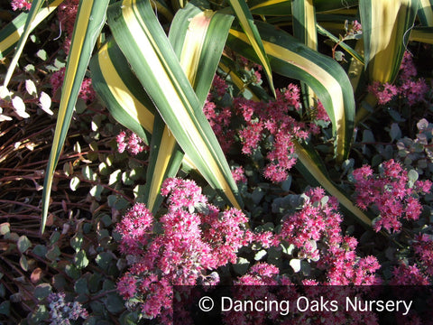 Perennials ~ Sedum cauticola, Stonecrop ~ Dancing Oaks Nursery and Gardens ~ Retail Nursery ~ Mail Order Nursery
