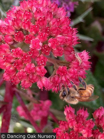 Perennials ~ Sedum 'Red Cauli', Stonecrop ~ Dancing Oaks Nursery and Gardens ~ Retail Nursery ~ Mail Order Nursery