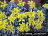 Perennials ~ Sedum spathulifolium 'Cape Blanco', Stonecrop ~ Dancing Oaks Nursery and Gardens ~ Retail Nursery ~ Mail Order Nursery