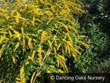 Perennials ~ Solidago rugosa 'Fireworks', Goldenrod ~ Dancing Oaks Nursery and Gardens ~ Retail Nursery ~ Mail Order Nursery