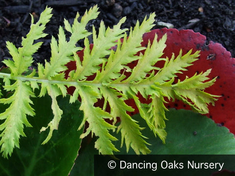 Perennials ~ Tanacetum vulgare 'Isla Gold', Golden Leaf Tansy ~ Dancing Oaks Nursery and Gardens ~ Retail Nursery ~ Mail Order Nursery
