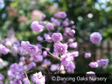 Perennials ~ Thalictrum delavayi 'Hewitt's Double', Meadow Rue ~ Dancing Oaks Nursery and Gardens ~ Retail Nursery ~ Mail Order Nursery