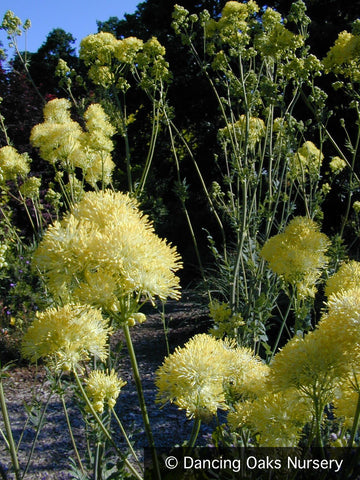 Perennials ~ Thalictrum flavum ssp. glaucum, Meadow Rue ~ Dancing Oaks Nursery and Gardens ~ Retail Nursery ~ Mail Order Nursery