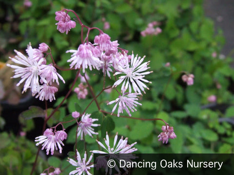 Perennials ~ Thalictrum kiusianum, Meadow Rue ~ Dancing Oaks Nursery and Gardens ~ Retail Nursery ~ Mail Order Nursery