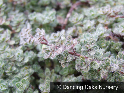 Perennials ~ Thymus pseudolanuginosus, Wooly Thyme ~ Dancing Oaks Nursery and Gardens ~ Retail Nursery ~ Mail Order Nursery