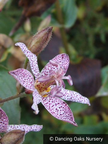 Perennials ~ Tricyrtis 'Woodland', Toad Lily ~ Dancing Oaks Nursery and Gardens ~ Retail Nursery ~ Mail Order Nursery