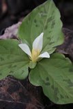 Perennials ~ Trillium albidum, Giant White Wakerobin ~ Dancing Oaks Nursery and Gardens ~ Retail Nursery ~ Mail Order Nursery