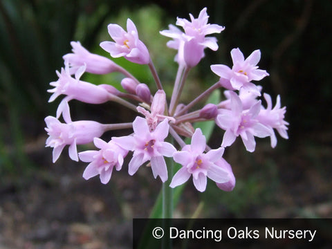 Perennials ~ Tulbaghia simmerli, Sweet Garlic ~ Dancing Oaks Nursery and Gardens ~ Retail Nursery ~ Mail Order Nursery