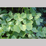 Perennials ~ Vancouveria hexandra, Insideout Flower or Duck's Foot ~ Dancing Oaks Nursery and Gardens ~ Retail Nursery ~ Mail Order Nursery
