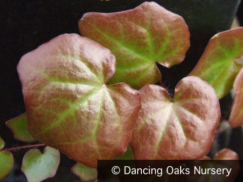 Perennials ~ Vancouveria planipetala, Inside-out Flower or Redwood Inside-out Flower ~ Dancing Oaks Nursery and Gardens ~ Retail Nursery ~ Mail Order Nursery