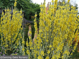 Perennials ~ Verbascum olympicum, Olympian Mullein ~ Dancing Oaks Nursery and Gardens ~ Retail Nursery ~ Mail Order Nursery
