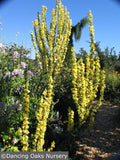 Perennials ~ Verbascum olympicum, Olympian Mullein ~ Dancing Oaks Nursery and Gardens ~ Retail Nursery ~ Mail Order Nursery