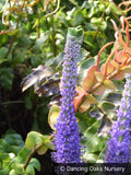 Perennials ~ Veronica 'Cristata', Crested Veronica ~ Dancing Oaks Nursery and Gardens ~ Retail Nursery ~ Mail Order Nursery