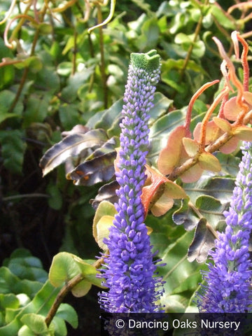 Perennials ~ Veronica 'Cristata', Crested Veronica ~ Dancing Oaks Nursery and Gardens ~ Retail Nursery ~ Mail Order Nursery