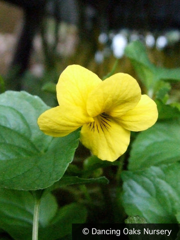 Perennials ~ Viola glabella, Yellow Wood Violet ~ Dancing Oaks Nursery and Gardens ~ Retail Nursery ~ Mail Order Nursery