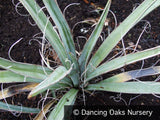 Perennials ~ Yucca baccata, Banana Yucca ~ Dancing Oaks Nursery and Gardens ~ Retail Nursery ~ Mail Order Nursery