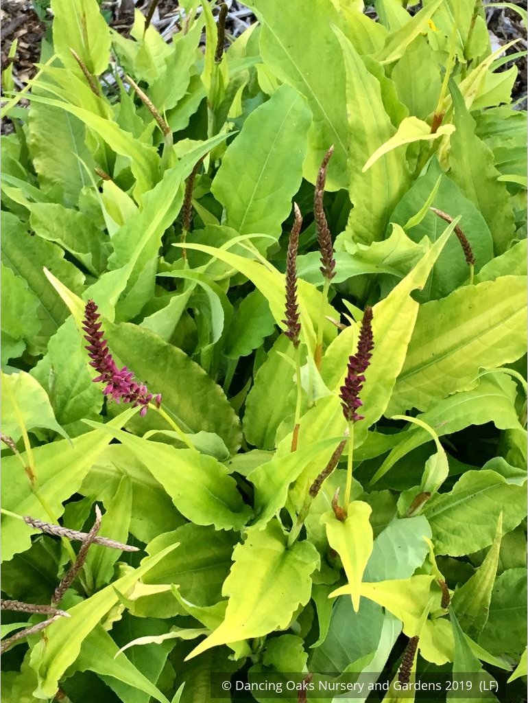 Perennials ~ Persicaria amplexicaulis 'Golden Arrow', Red Bistort or Mountain Fleece ~ Dancing Oaks Nursery and Gardens ~ Retail Nursery ~ Mail Order Nursery