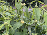 Perennials ~ Phlomis russelliana, Sticky Jerusalem Sage ~ Dancing Oaks Nursery and Gardens ~ Retail Nursery ~ Mail Order Nursery