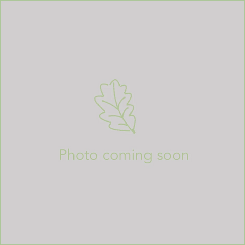 Shrubs ~ Fuchsia hatschbachii ~ Dancing Oaks Nursery and Gardens ~ Retail Nursery ~ Mail Order Nursery