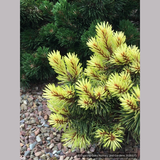 Trees ~ Pinus contorta var. latifolia 'Taylor's Sunburst', Taylor's Sunburst Lodgepole Pine ~ Dancing Oaks Nursery and Gardens ~ Retail Nursery ~ Mail Order Nursery