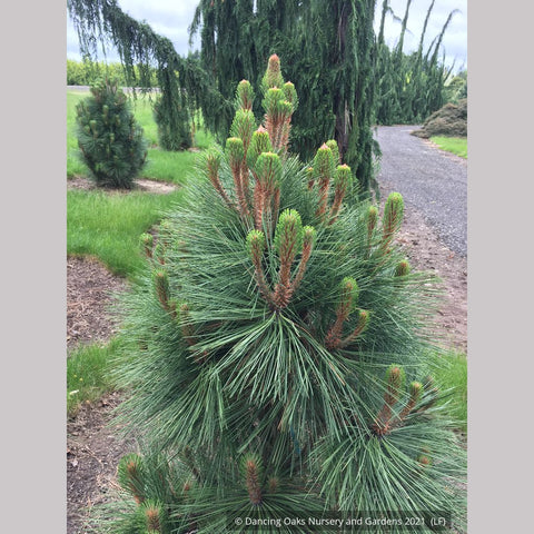 Trees ~ Pinus jeffreyi 'Joppi', Dwarf Jeffrey Pine ~ Dancing Oaks Nursery and Gardens ~ Retail Nursery ~ Mail Order Nursery