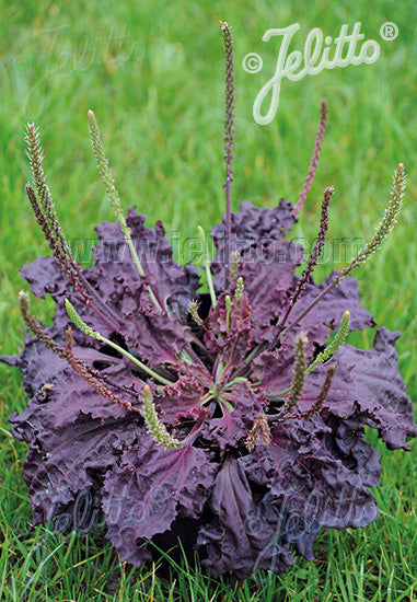 Perennials ~ Plantago major 'Purple Perversion', Purple Leaf Plantain ~ Dancing Oaks Nursery and Gardens ~ Retail Nursery ~ Mail Order Nursery