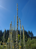 Biennials ~ Verbascum bombyciferum 'Polarsommer', Turkish Mullein ~ Dancing Oaks Nursery and Gardens ~ Retail Nursery ~ Mail Order Nursery