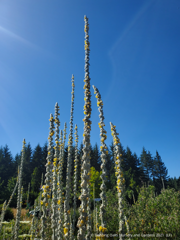 Biennials ~ Verbascum bombyciferum 'Polarsommer', Turkish Mullein ~ Dancing Oaks Nursery and Gardens ~ Retail Nursery ~ Mail Order Nursery