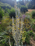 Biennials ~ Verbascum bombyciferum 'Polarsommer', Turkish Mullein ~ Dancing Oaks Nursery and Gardens ~ Retail Nursery ~ Mail Order Nursery