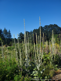 Biennials ~ Verbascum bombyciferum 'Polarsommer', Turkish Mullein ~ Dancing Oaks Nursery and Gardens ~ Retail Nursery ~ Mail Order Nursery