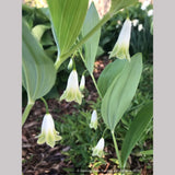 Perennials ~ Polygonatum odoratum 'Flore Pleno', Double Solomon's Seal ~ Dancing Oaks Nursery and Gardens ~ Retail Nursery ~ Mail Order Nursery