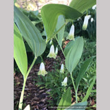Perennials ~ Polygonatum odoratum 'Flore Pleno', Double Solomon's Seal ~ Dancing Oaks Nursery and Gardens ~ Retail Nursery ~ Mail Order Nursery