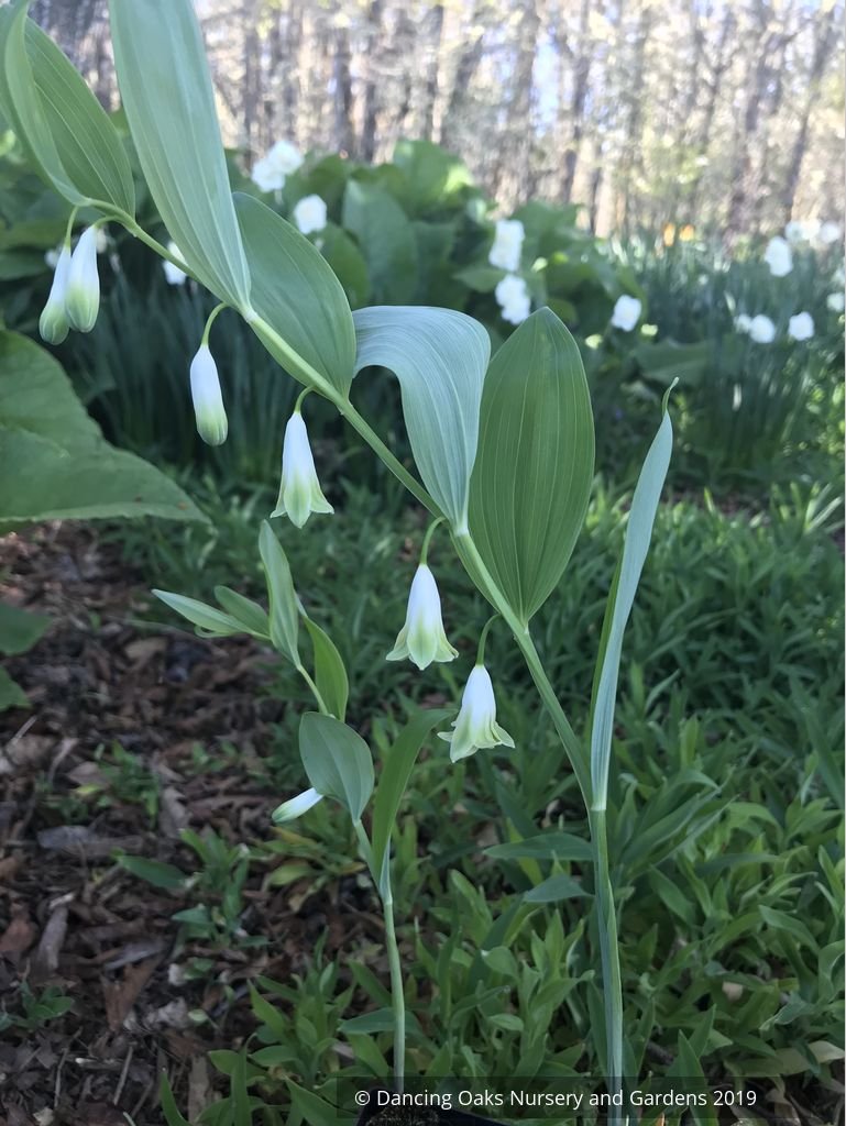 Perennials ~ Polygonatum odoratum 'Flore Pleno', Double Solomon's Seal ~ Dancing Oaks Nursery and Gardens ~ Retail Nursery ~ Mail Order Nursery