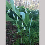 Perennials ~ Polygonatum odoratum 'Flore Pleno', Double Solomon's Seal ~ Dancing Oaks Nursery and Gardens ~ Retail Nursery ~ Mail Order Nursery