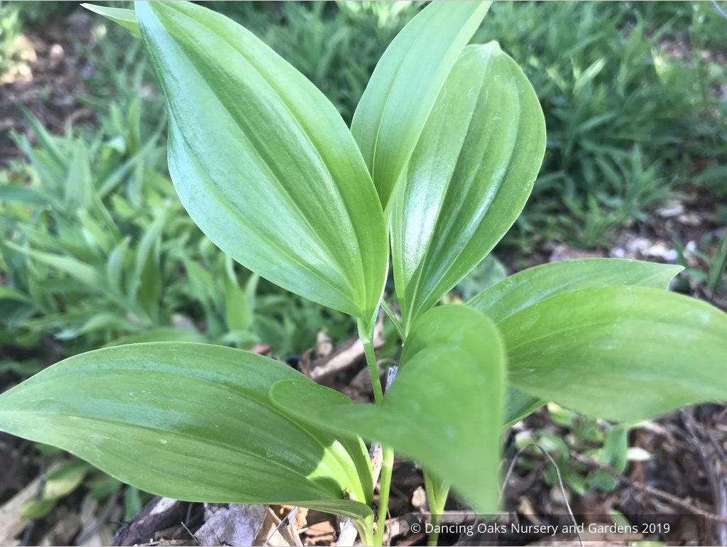 Perennials ~ Polygonatum hirtum, Solomon's Seal ~ Dancing Oaks Nursery and Gardens ~ Retail Nursery ~ Mail Order Nursery