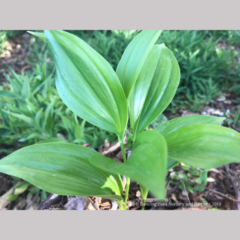 Perennials ~ Polygonatum hirtum, Solomon's Seal ~ Dancing Oaks Nursery and Gardens ~ Retail Nursery ~ Mail Order Nursery