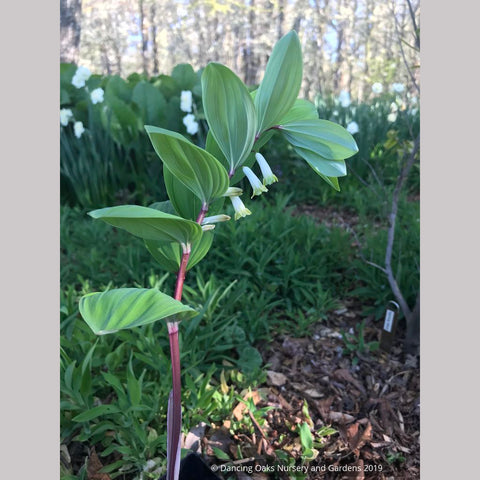 Perennials ~ Polygonatum infundiflorum 'Lemon Seoul', Lemon Seoul Solomon's Seal ~ Dancing Oaks Nursery and Gardens ~ Retail Nursery ~ Mail Order Nursery