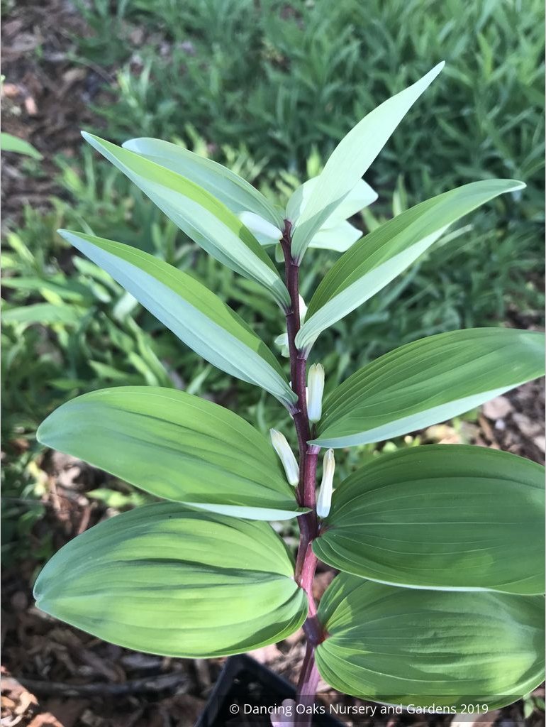 Perennials ~ Polygonatum infundiflorum 'Lemon Seoul', Lemon Seoul Solomon's Seal ~ Dancing Oaks Nursery and Gardens ~ Retail Nursery ~ Mail Order Nursery