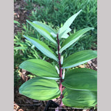 Perennials ~ Polygonatum infundiflorum 'Lemon Seoul', Lemon Seoul Solomon's Seal ~ Dancing Oaks Nursery and Gardens ~ Retail Nursery ~ Mail Order Nursery