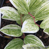 Perennials ~ Polygonatum odoratum 'Fireworks', Solomon's Seal ~ Dancing Oaks Nursery and Gardens ~ Retail Nursery ~ Mail Order Nursery