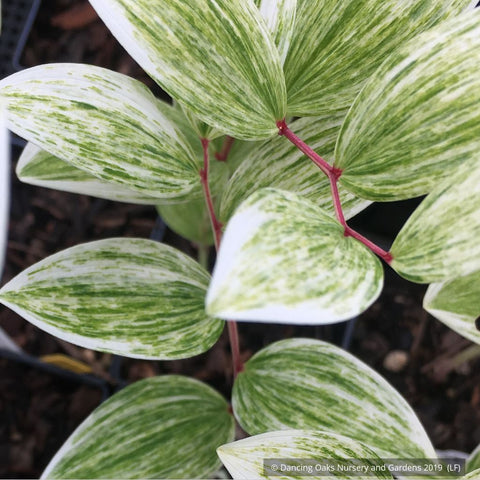 Perennials ~ Polygonatum odoratum 'Fireworks', Solomon's Seal ~ Dancing Oaks Nursery and Gardens ~ Retail Nursery ~ Mail Order Nursery