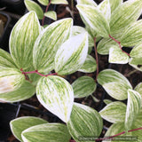 Perennials ~ Polygonatum odoratum 'Fireworks', Solomon's Seal ~ Dancing Oaks Nursery and Gardens ~ Retail Nursery ~ Mail Order Nursery