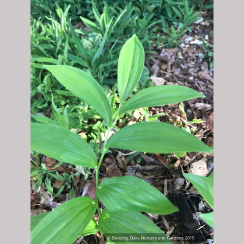 Perennials ~ Polygonatum orientale (syn. P. polyanthemum), Oriental Solomon's Seal ~ Dancing Oaks Nursery and Gardens ~ Retail Nursery ~ Mail Order Nursery